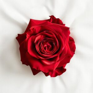 ЛЮБИМАЯ ЖЕНЩИНА (FAVORITE WOMAN)